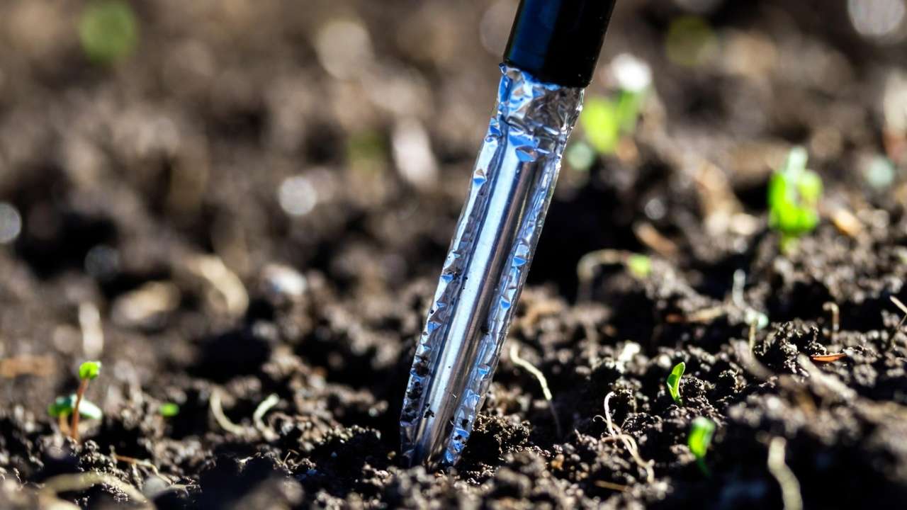 Close-up of capacitive soil moisture probe inserted in garden soil for accurate outdoor measurement
