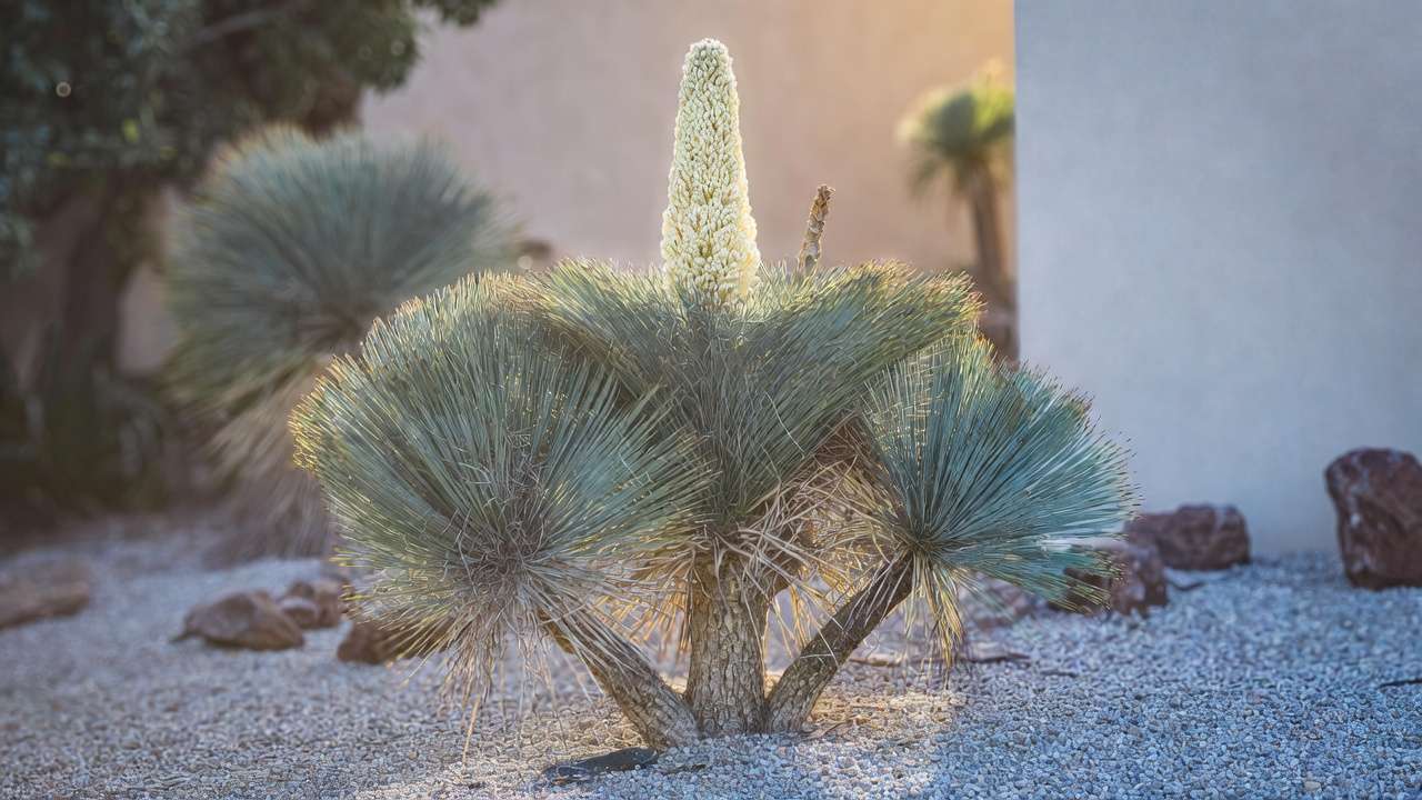 Yucca rostrata tree form with blue pom-pom head and blooming flower spike