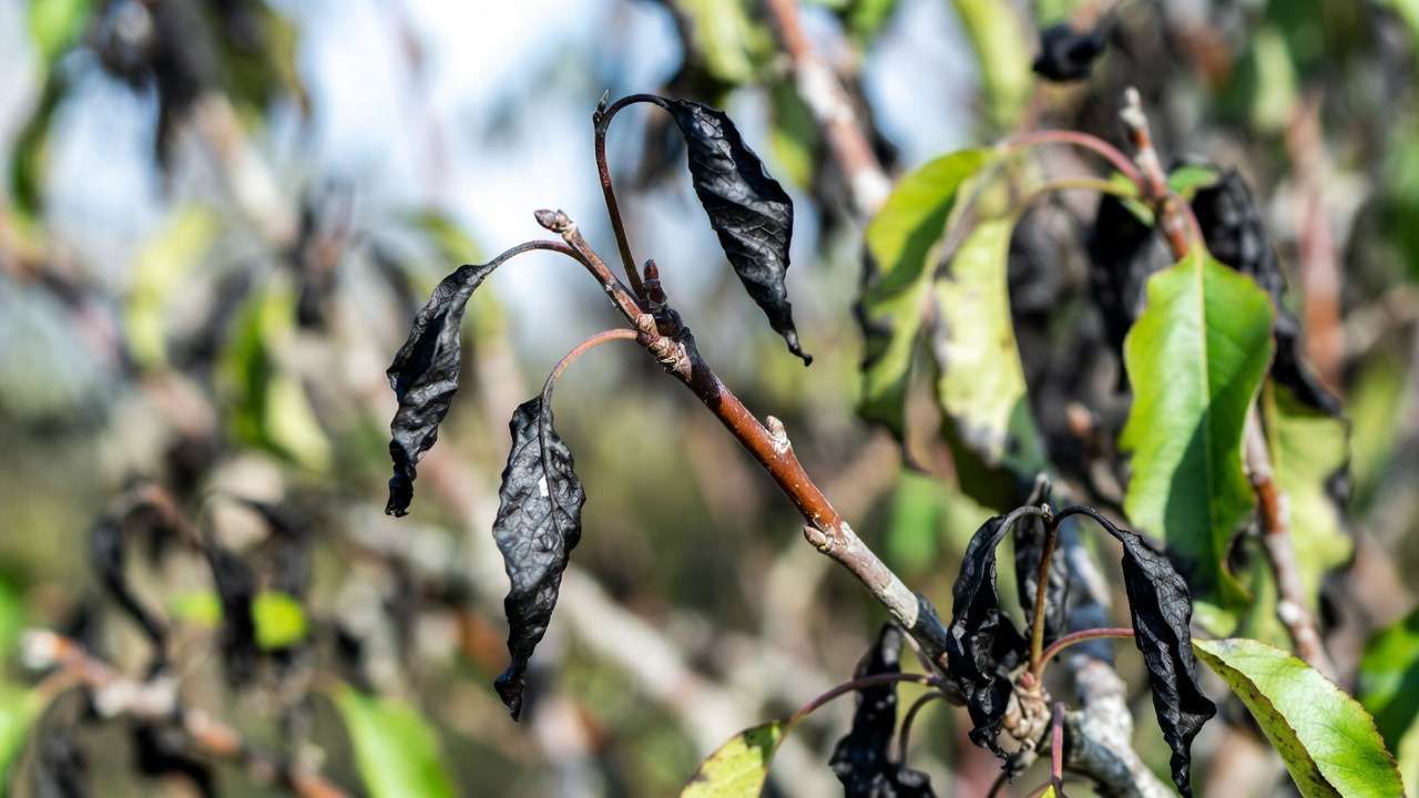 Fire blight symptoms on pear tree branch showing blackened shepherd's crook damage