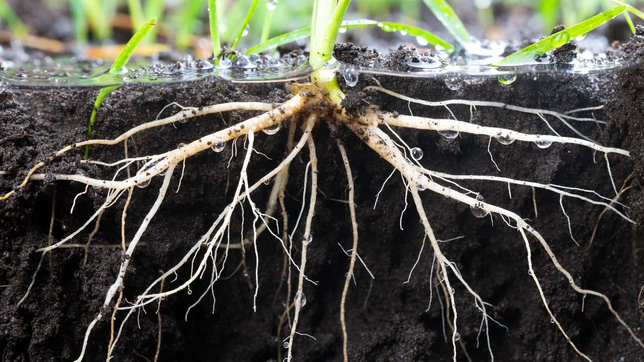 Cross-section of plant roots absorbing deep soil moisture for better landscape watering absorption