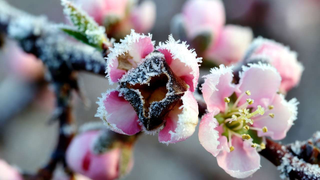 Close-up of frost-damaged fruit tree blossom showing blackened center versus healthy bud