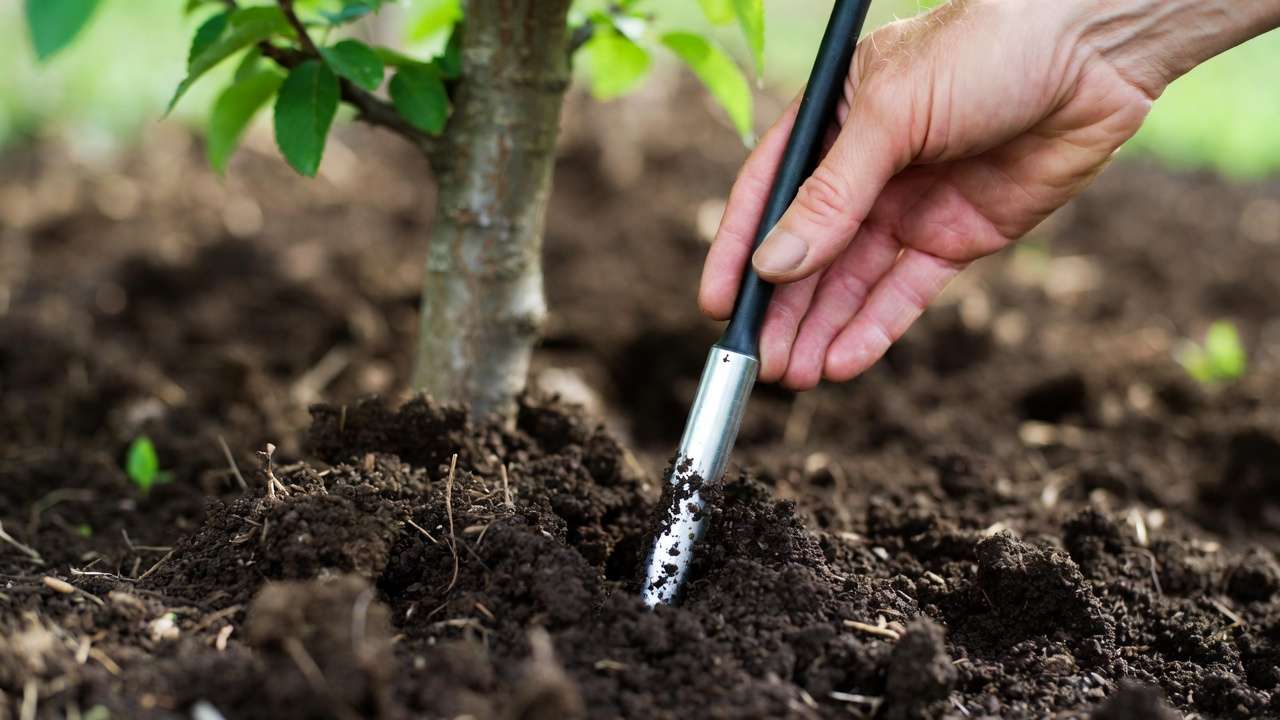 Checking soil moisture depth with probe near fruit tree drip line for proper irrigation scheduling