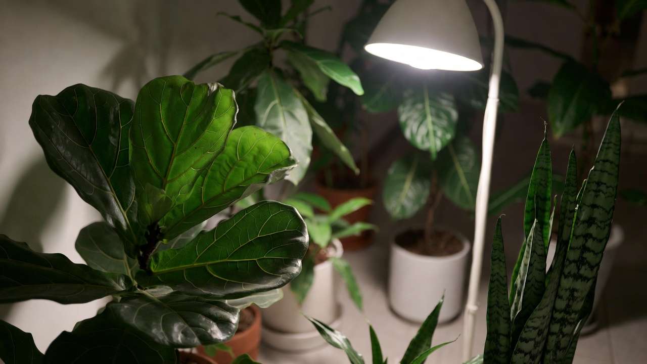 ealthy houseplants illuminated by full-spectrum white LED grow light showing vibrant foliage and natural ambiance