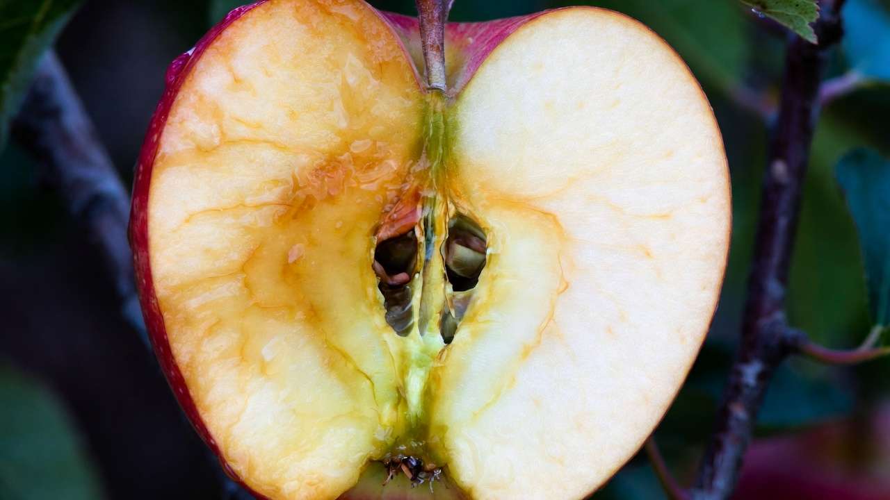 Cross-section of bruised vs healthy apple showing internal cell damage from improper picking
