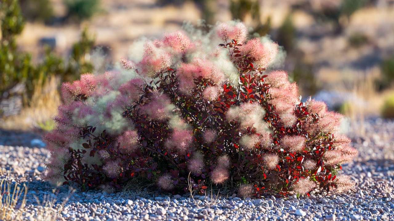 Smokebush with smoky plumes and purple foliage in a low-maintenance drought garden.