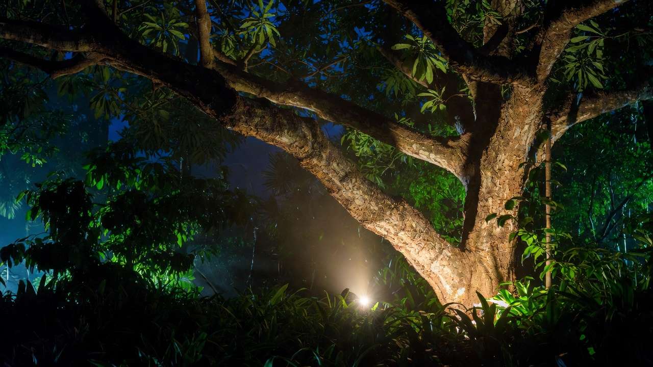 Solar spotlight uplighting a mango tree trunk at night in a lush garden, warm gentle glow highlighting bark and branches