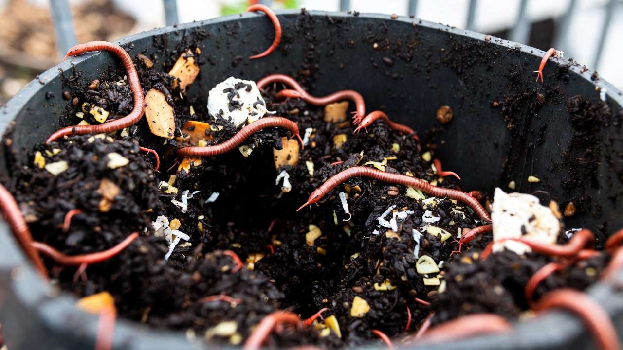 Vermicomposting bin with red wiggler worms and nutrient-rich castings from kitchen scraps.