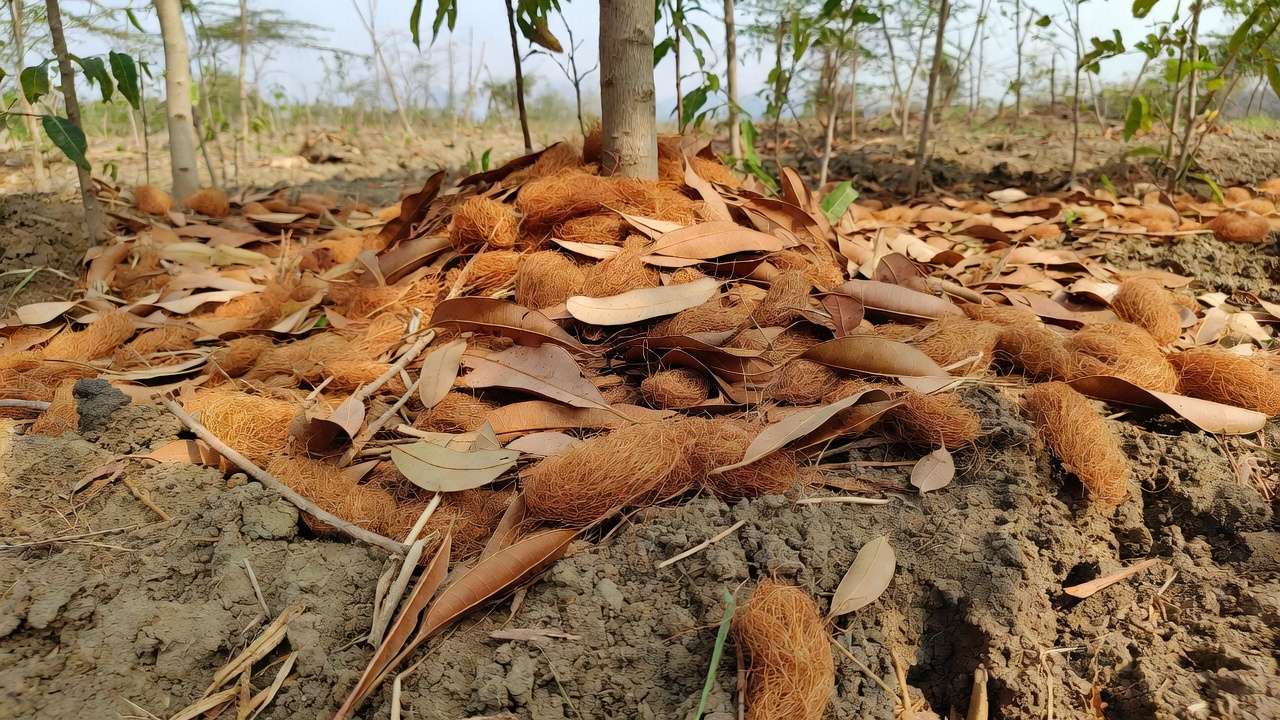 Organic mulch applied around drought-tolerant trees to retain soil moisture in dry season