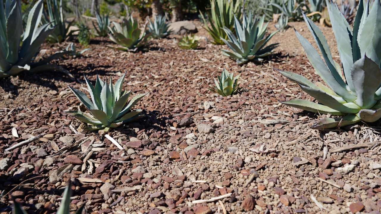 Thick gravel and decomposed granite mulch layer suppressing weeds around drought-tolerant plants in xeric garden