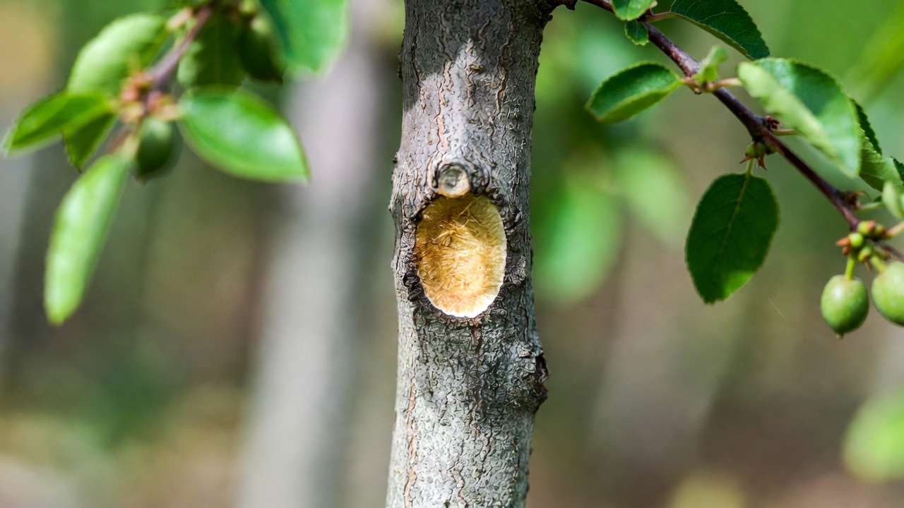 Close-up of graft union on dwarf rootstock fruit tree, showing successful scion and rootstock fusion