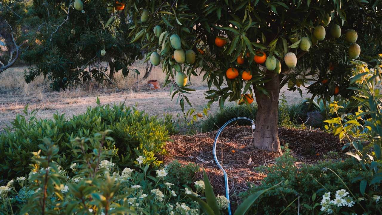 Lush fruit tree garden irrigated with diverted laundry greywater through mulch basin in dry climate