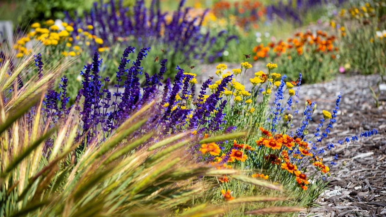 Pollinator-friendly xeriscape meadow bursting with salvia, yarrow, and native flowers attracting bees and butterflies