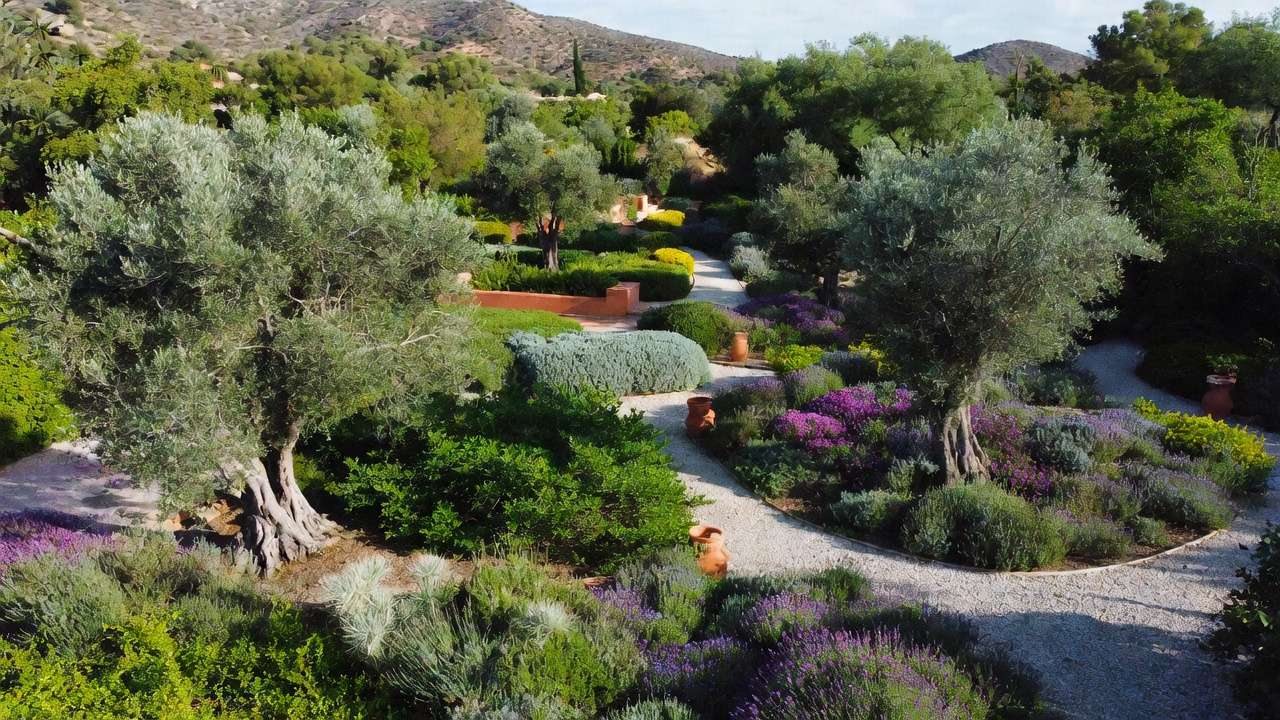 Mediterranean xeriscape garden with olive trees, lavender, rosemary, and natural paths demonstrating beautiful water-efficient design