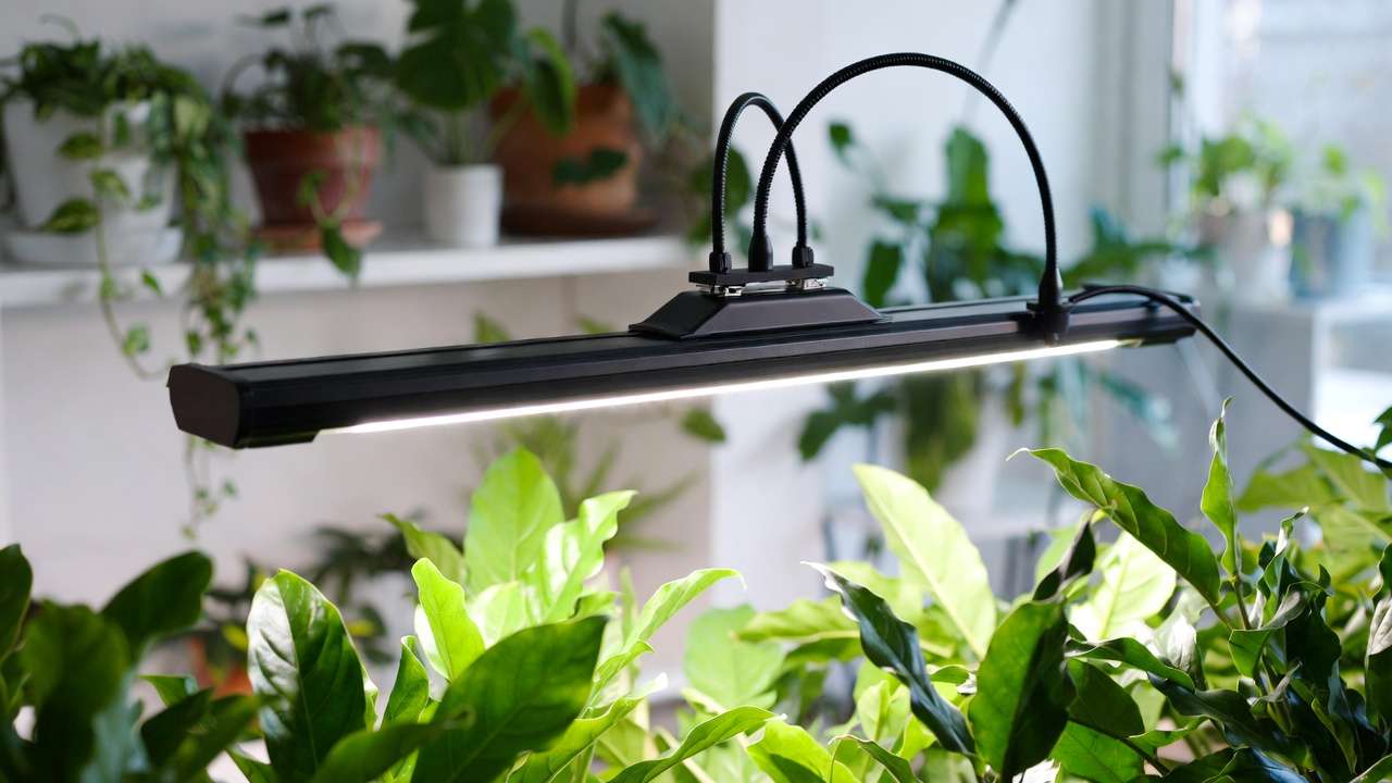 Full-spectrum LED clip-on grow light illuminating healthy houseplants indoors