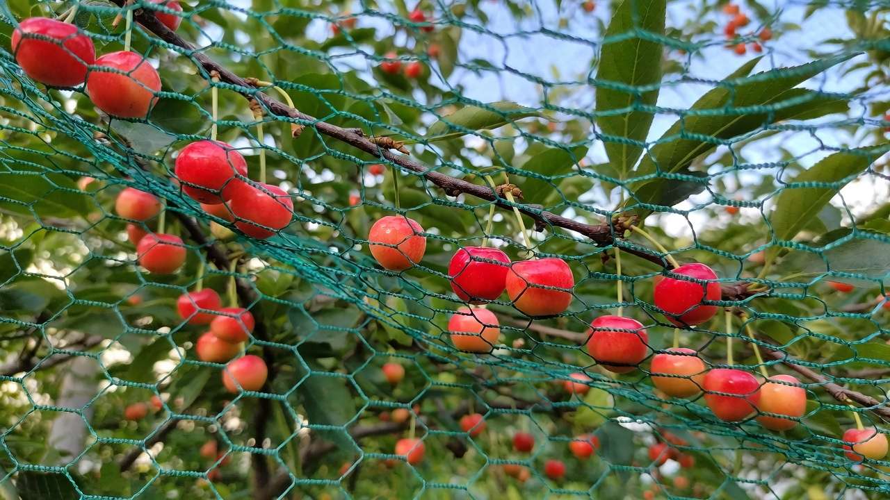 Ripe sweet cherries on tree protected by bird netting to prevent damage during harvest season