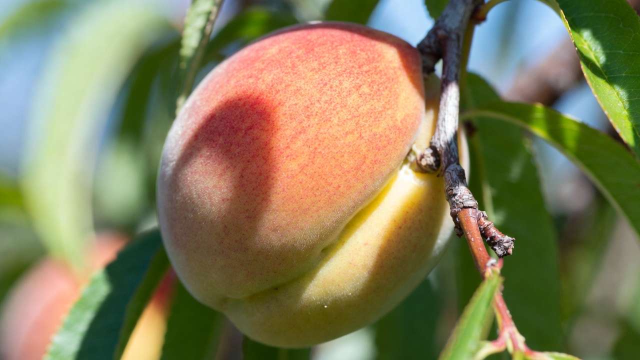 Close-up of ripe peach on tree displaying ideal ground color blush and firmness for perfect harvest timing