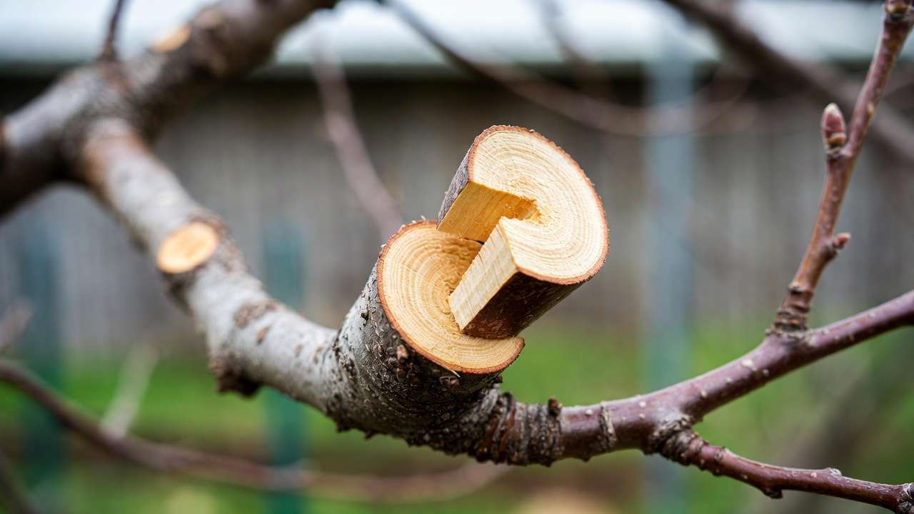 Detailed realistic image of a cleft graft in progress on a thicker fruit tree trunk in an outdoor orchard, showing the rootstock split open with a wedge-shaped scion being inserted into the cleft, cambium layers carefully aligned on the edges, grafting knife and tools visible nearby on wooden surface, natural spring lighting, vibrant green background foliage, no text, 16:9 aspect ratio --ar 16:9 --q 2
