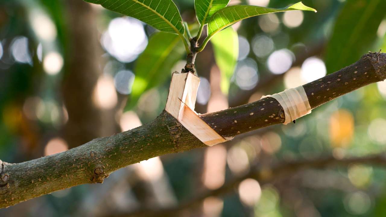Whip-and-tongue graft union on mango branch with tape and callus formation