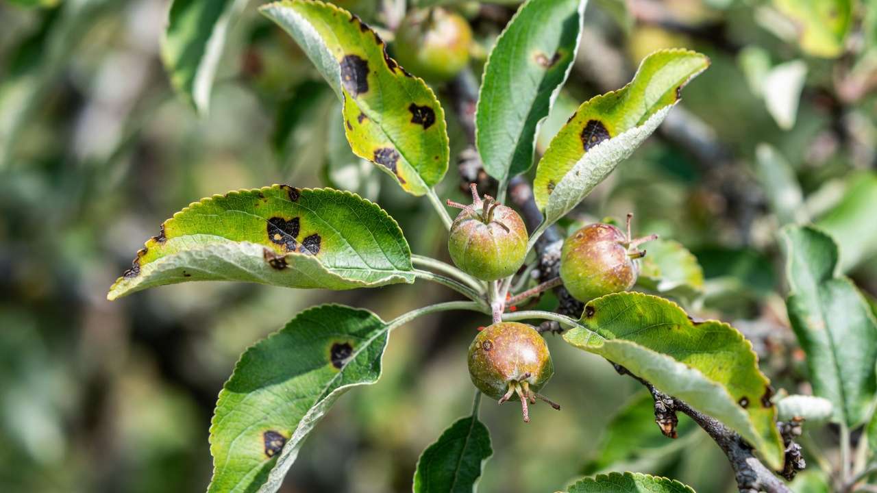Apple scab disease symptoms on leaves and fruit showing black spots and damage on susceptible variety