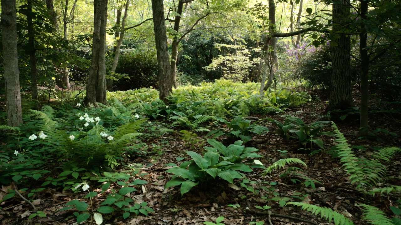 Shaded woodland edge native garden with foamflower ferns and understory plants in low-maintenance sustainable yard