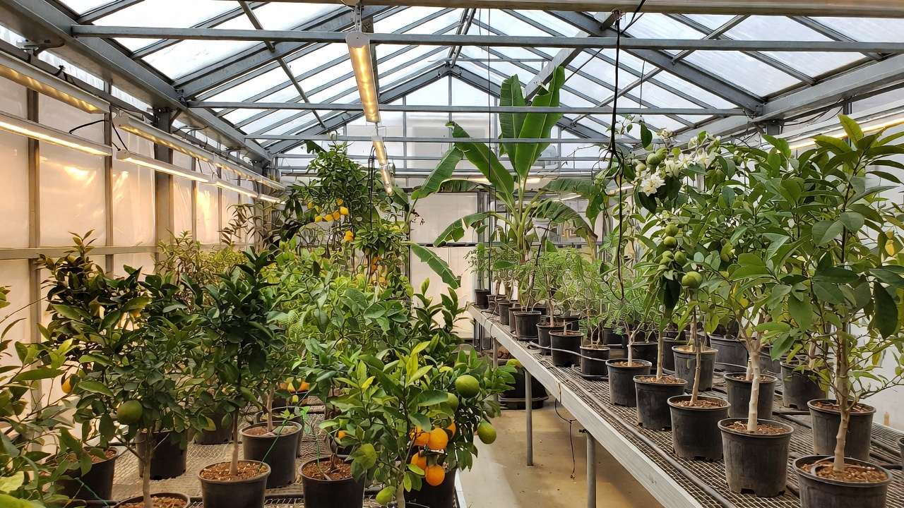 Productive greenhouse with diverse tropical fruit trees ready for year-round harvest