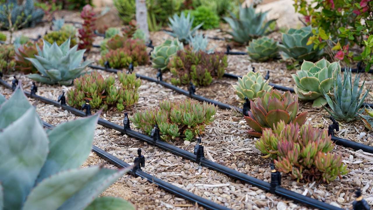 Drip irrigation setup in succulent xeriscape for efficient low-water gardening.
