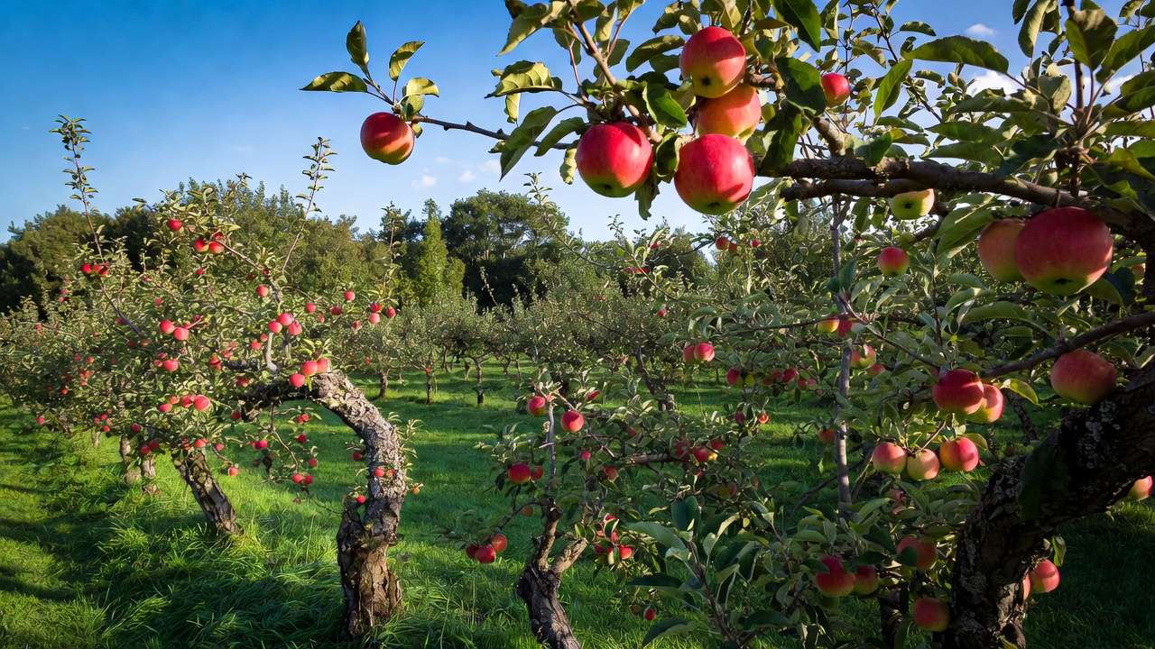 Thriving cold-hardy apple orchard in USDA Zones 3-4 with heavy crop of ripe red apples on trees