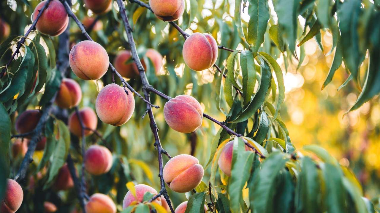 Ripe peaches hanging on branches in a Zone 5-6 temperate orchard, ideal for hardy varieties