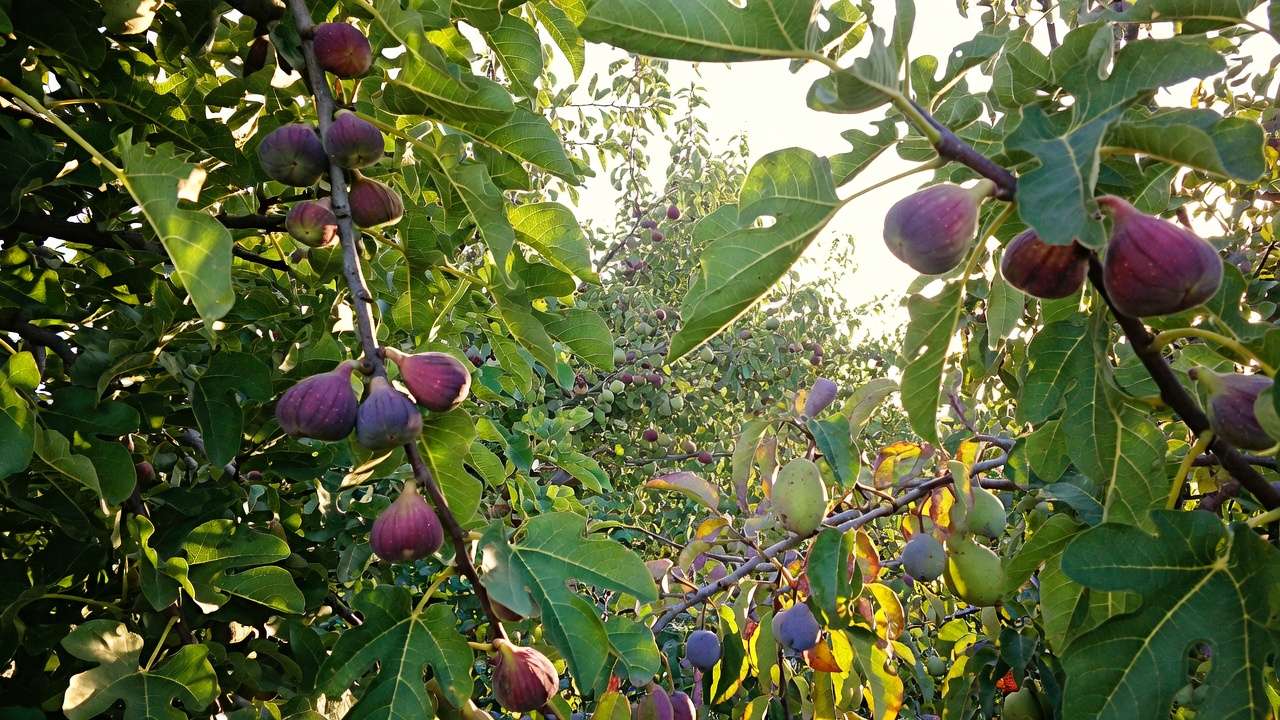 Add this after mentioning figs (Brown Turkey, Celeste) in the Zones 7–8 section, as figs are highlighted as adaptable here.