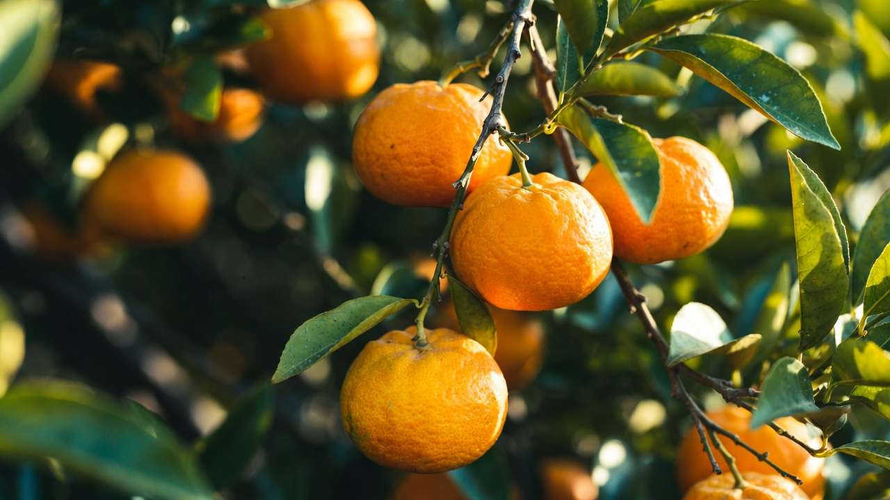 Ripe satsuma mandarin oranges on branch, one of the best cold-hardy citrus varieties for USDA zone 8 and colder areas