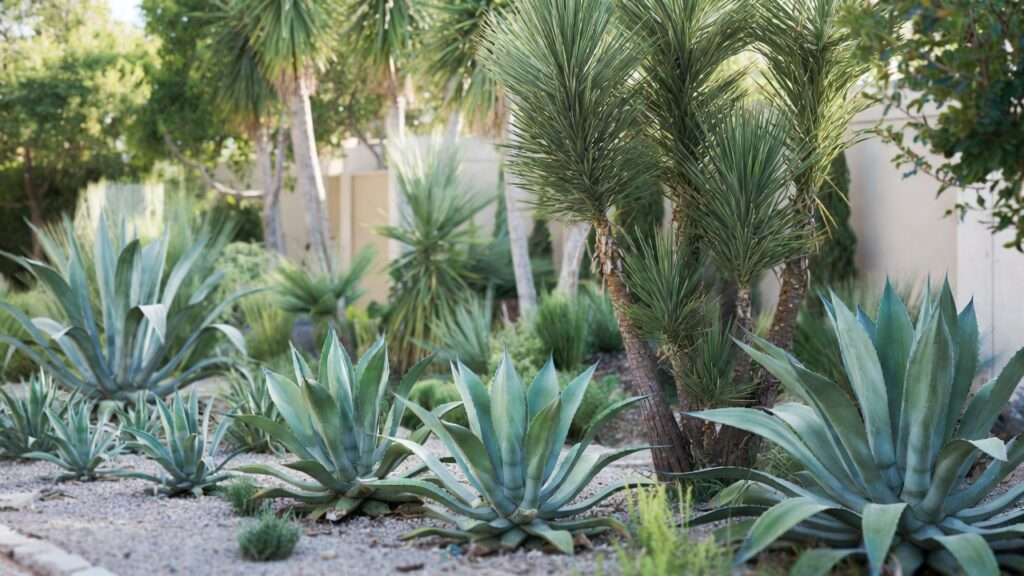 agave and yucca landscaping ideas