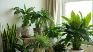 allergy-friendly indoor plants