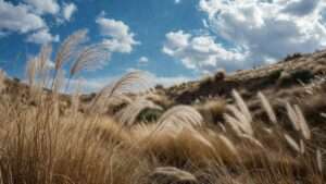 arid grassland ornamental grass ideas