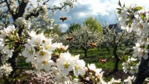 avoiding pollination overlap issues