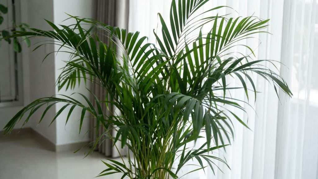 bamboo palm care for indoor air quality