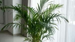 bamboo palm care for indoor air quality