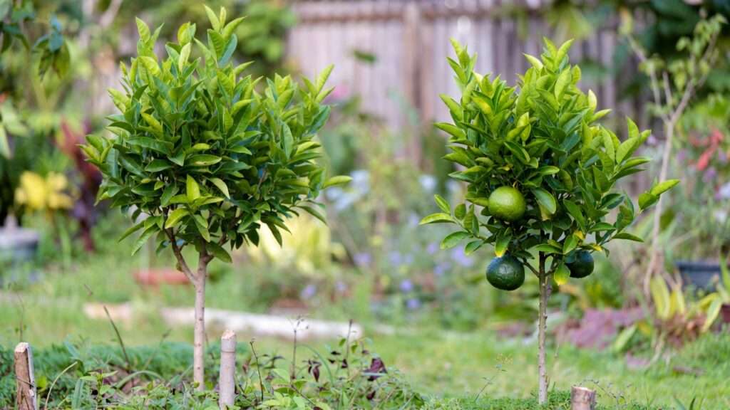 benefits of grafting onto dwarf rootstocks