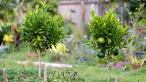 benefits of grafting onto dwarf rootstocks