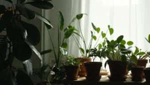 benefits of indoor plants for mental health