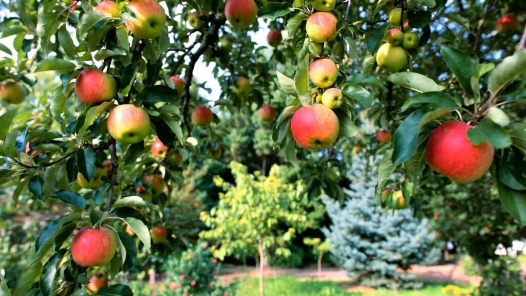 best apple varieties for home gardens
