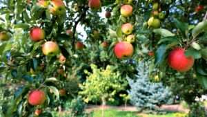 best apple varieties for home gardens