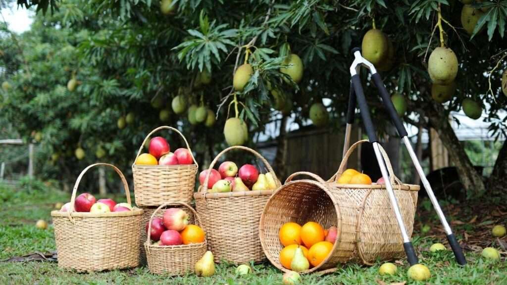 best baskets and tools for fruit harvesting