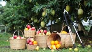 best baskets and tools for fruit harvesting