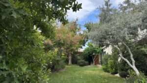 best drought-tolerant trees for home landscapes