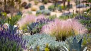 best low-water plants for hot climates