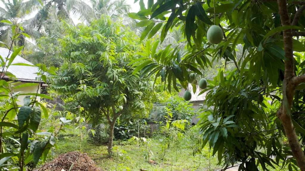 best organic fertilizers for fruit trees