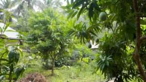 best organic fertilizers for fruit trees