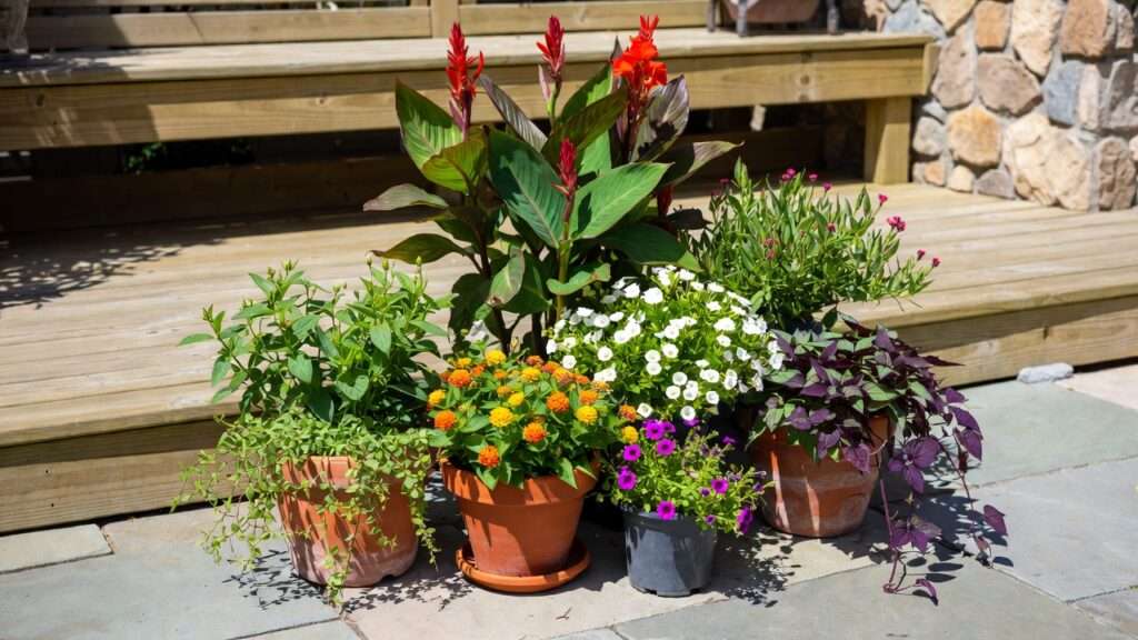 best plants for container landscaping