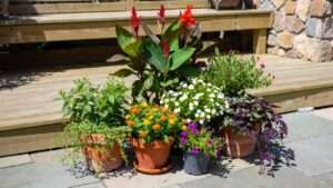 best plants for container landscaping