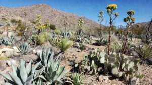 best succulents for southwestern gardens